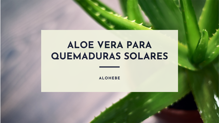Lee más sobre el artículo Aloe vera para quemaduras por el sol