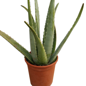 Planta de Aloe Vera