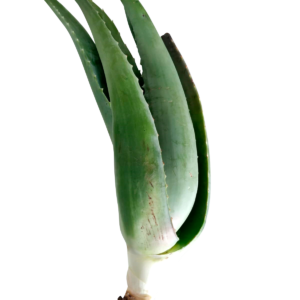 2 hijuelos de Aloe Vera Ecológico